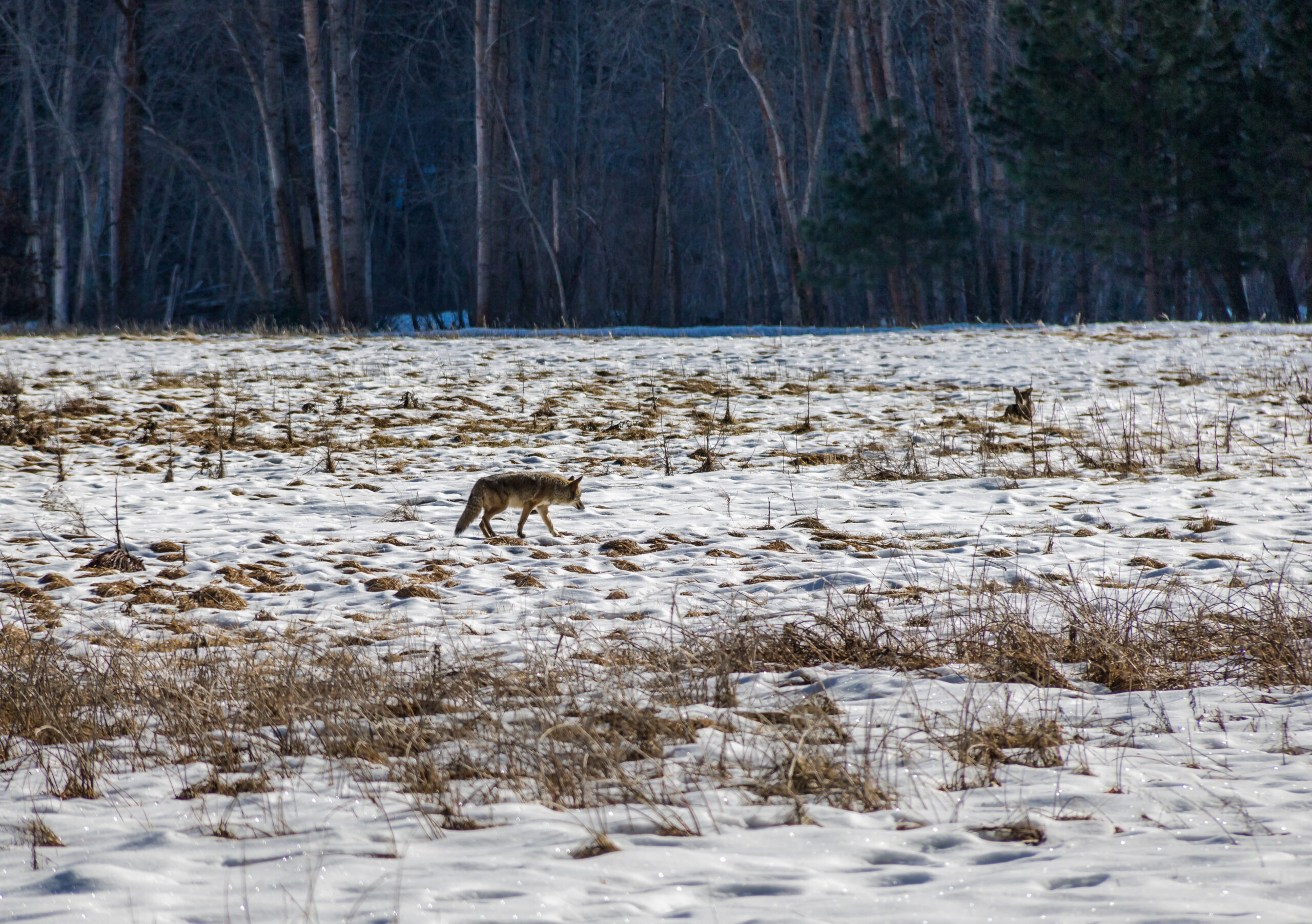 coyote in a snow field yosemite national park c 2025 03 24 12 23 51 utc scaled